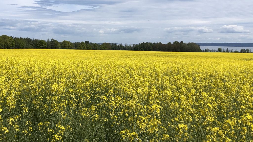 Rapsfält | Agroväst