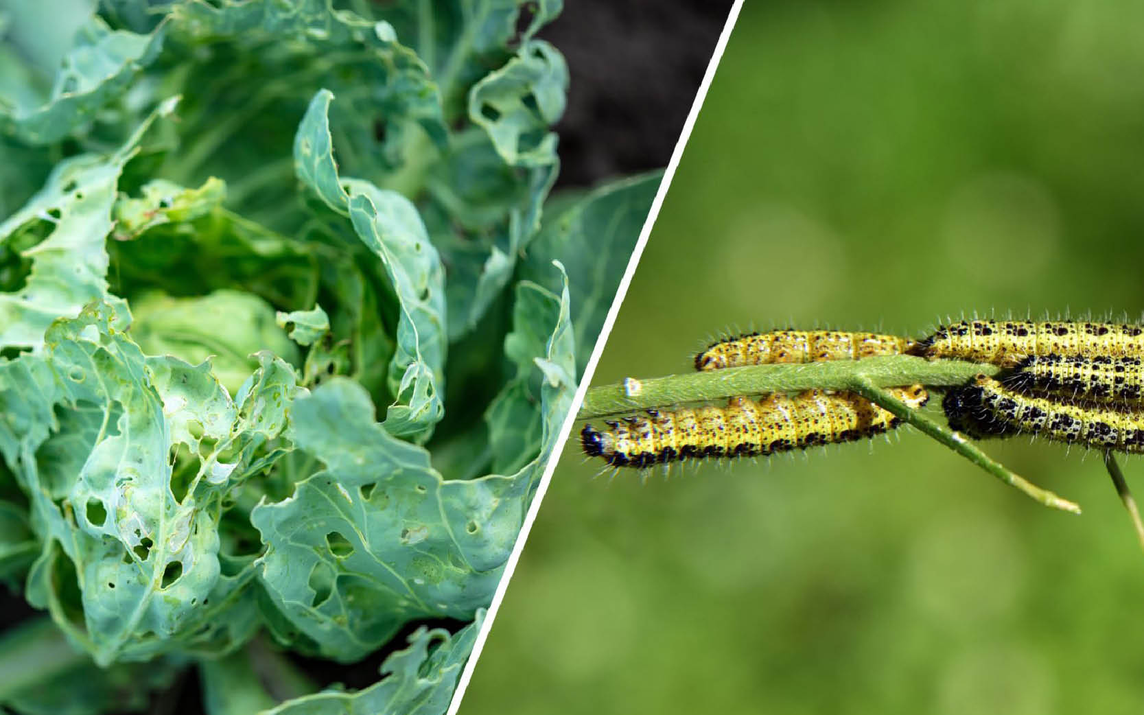 projekt BugIT | Agroväst