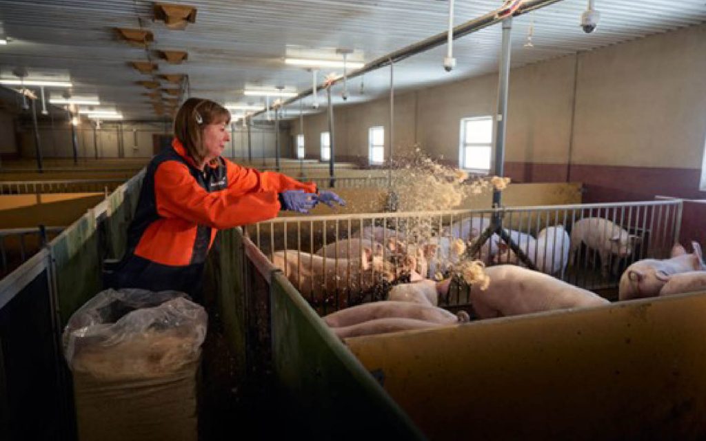 projekt Pig Scale 2.0