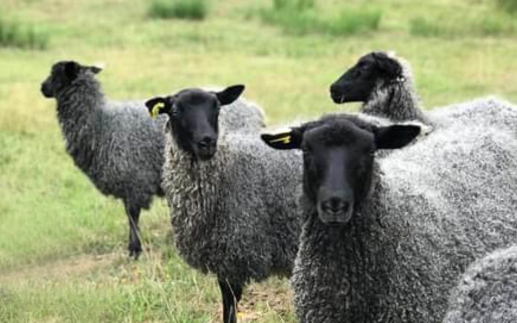 Lammakademin | Agroväst