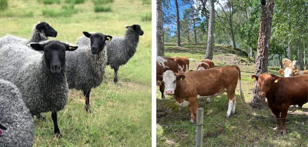 Får Kvigor och tjur | Agroväst Foto O Reineling
