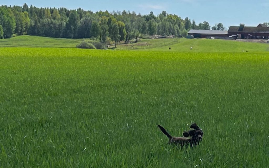 DivGrass gräsinsamling | Agrovast