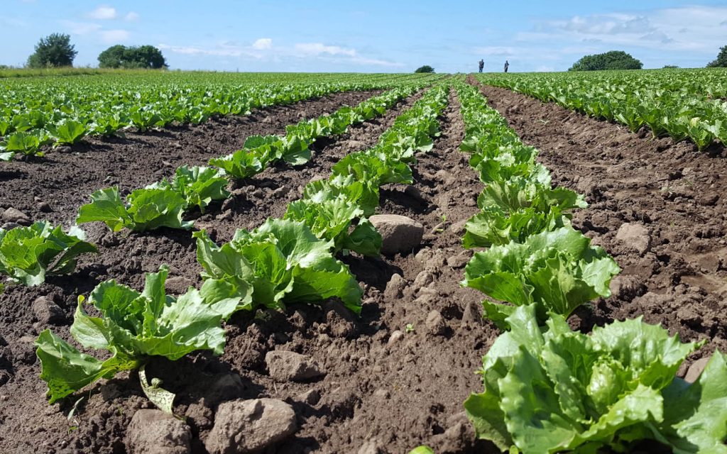 Sallad | Agroväst