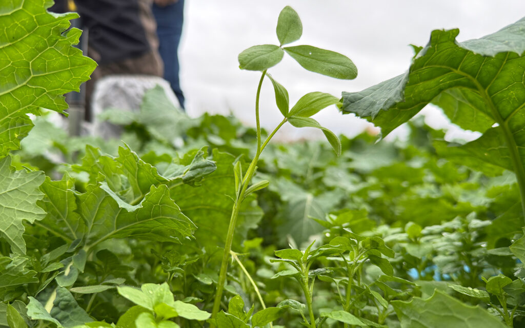 Gröna Möten fältdag Klöver som kompanjongröda i raps. Märene Mjölk Skara. Foto: Agroväst