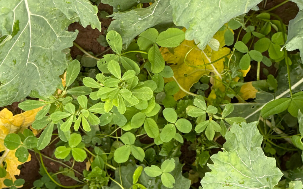 Gröna Möten fältdag Klöver som kompanjongröda i raps. Märene Mjölk Skara. Foto: Agroväst