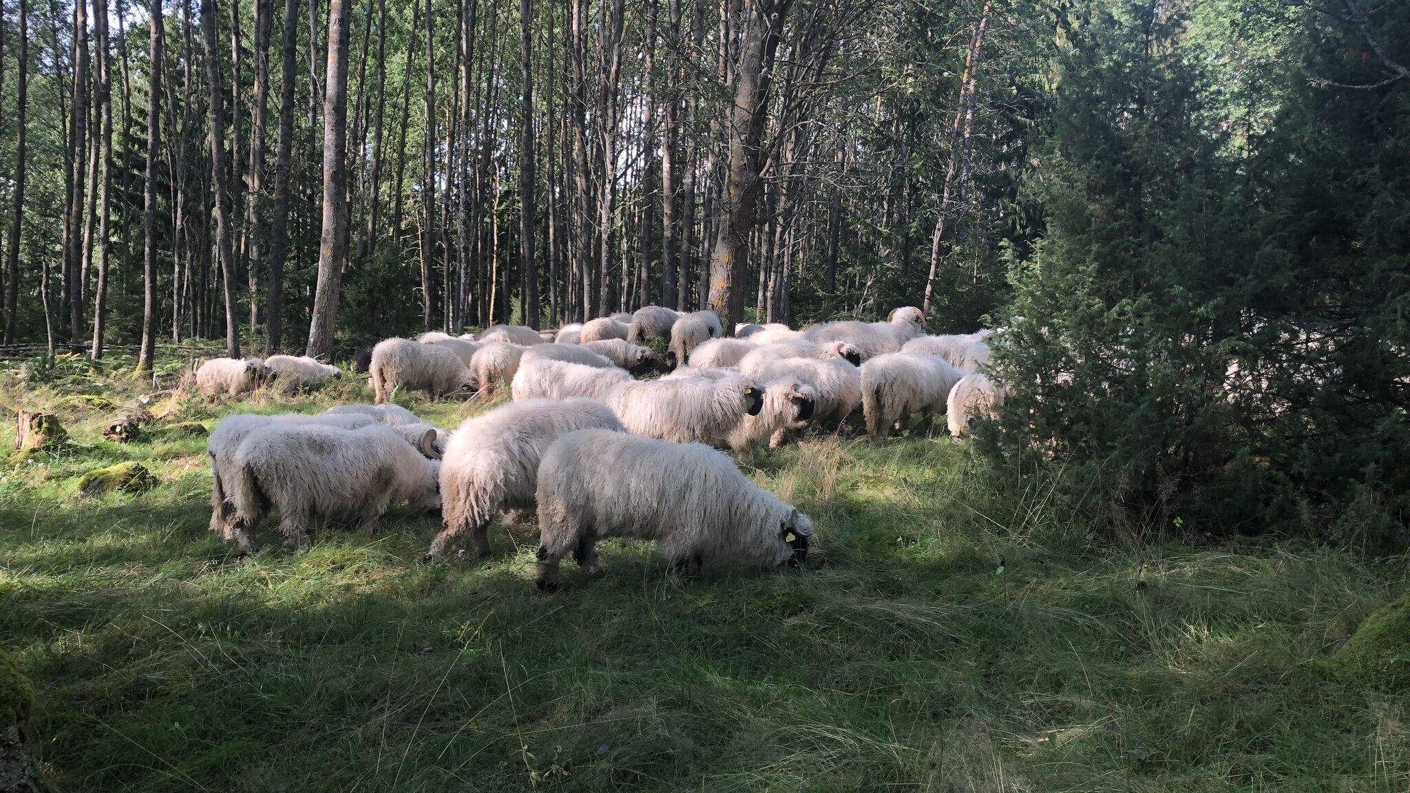 Får