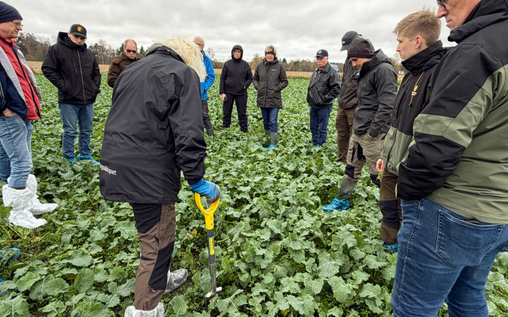 Gröna Möten fältdag Klöver som kompanjongröda i raps. Märene Mjölk Skara. Foto Agroväst