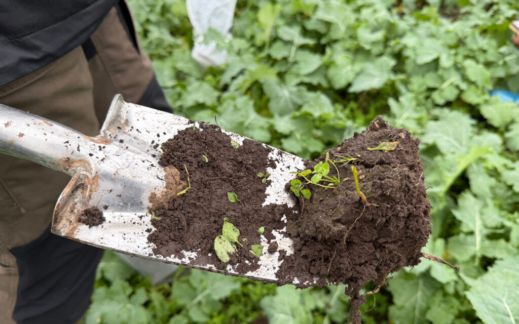 Gröna Möten fältdag Klöver som kompanjongröda i raps. Märene Mjölk Skara. Foto: Agroväst