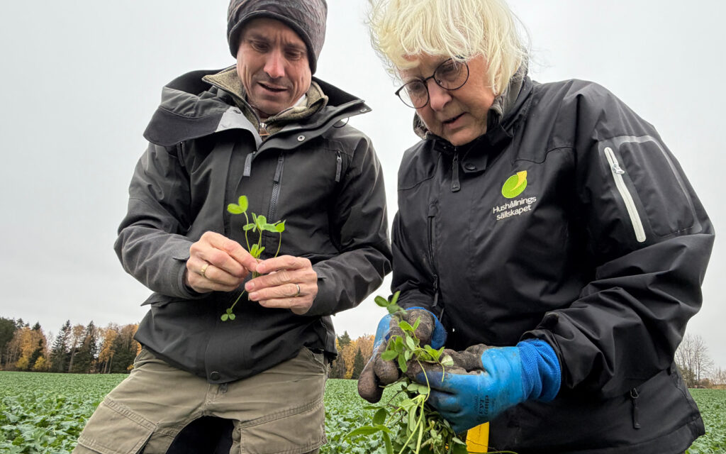 Gröna Möten fältdag Klöver som kompanjongröda i raps. Märene Mjölk Skara. Foto: Agroväst
