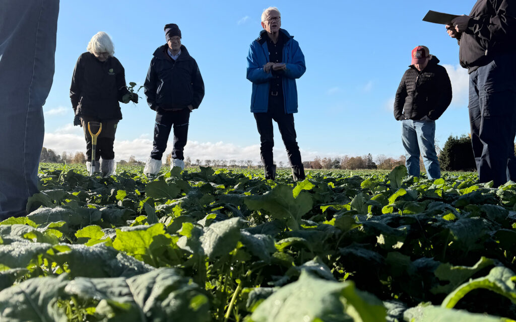 Gröna Möten Fältdag Raps som kompanjongröda Sötåsen